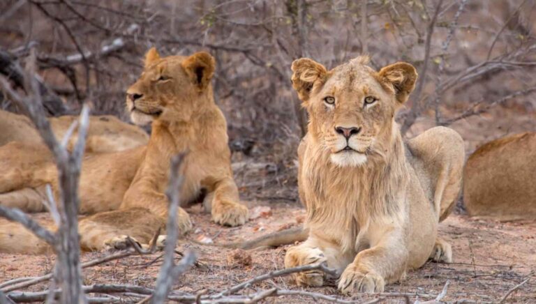4 Days Tanzania Short Safari (Lake Manyara and Ngorongoro)