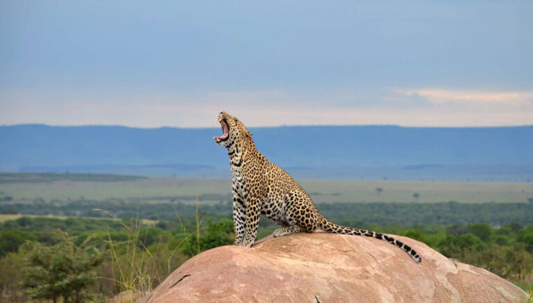 5 Days Northern Tanzania Safari Adventure