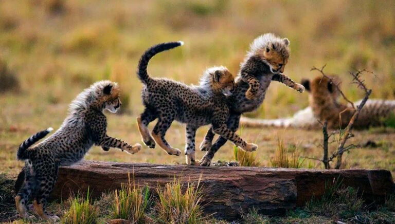 5 Days Tarangire, Serengeti, and Ngorongoro Highlights
