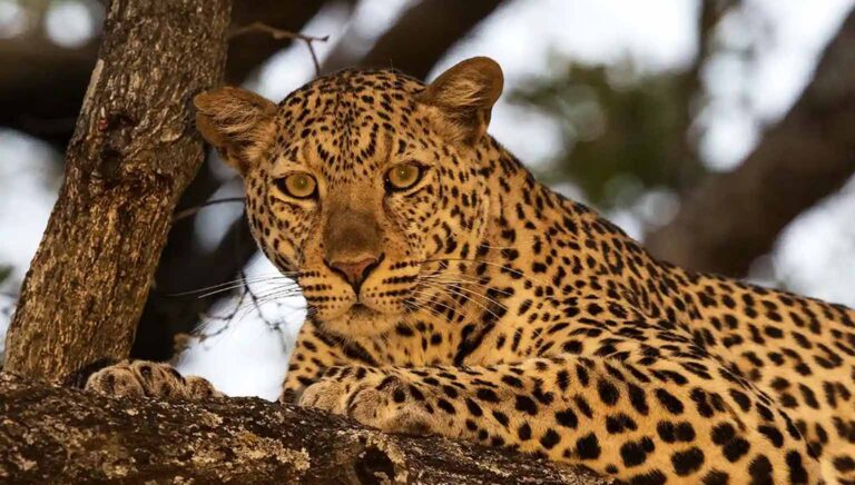6 Days Ngorongoro Crater and Serengeti Safari