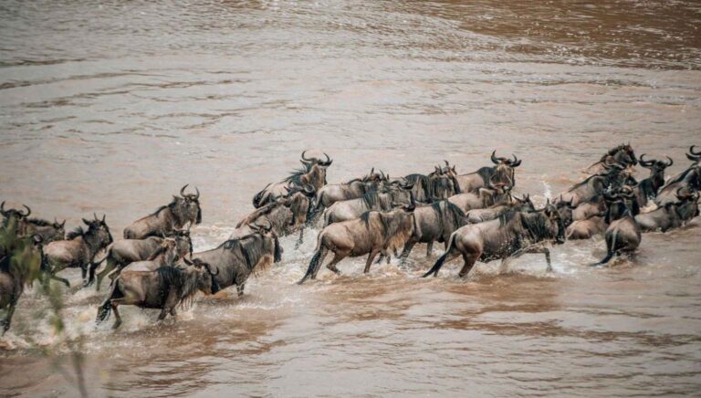 8 Days Serengeti Great Migration Safari
